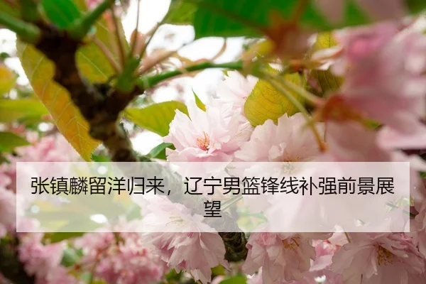 张镇麟留洋归来，辽宁男篮锋线补强前景展望